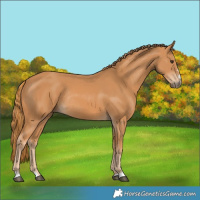 Horse Color:Chestnut Rabicano 