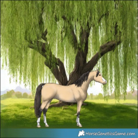 Horse Color:Buckskin 