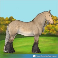 Horse Color:Silver Buckskin Dun Rabicano 
