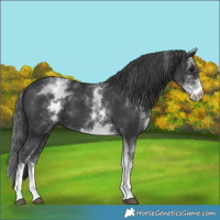 Horse Color:White Spotted Black 