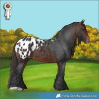 Horse Color:Brown Appaloosa 