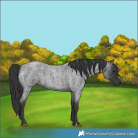 Horse Color:Blue Roan 