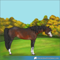 Horse Color:Brown 