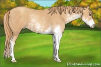 Horse Color:Gold Champagne Sabino