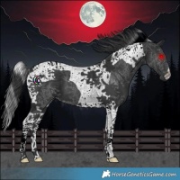 Horse Color:Black Tobiano
