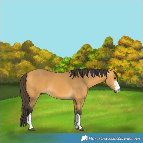 Horse Color:Buckskin 