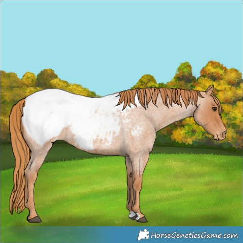 Horse Color:Red Roan Appaloosa 