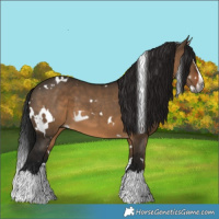 Horse Color:Gray White Spotted Brown Dun Splash 