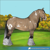 Horse Color:Gray White Spotted Brown Dun Splash 