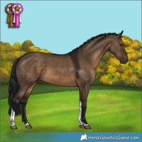 Horse Color:Gray Brown Dun Tobiano 