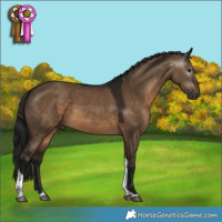 Horse Color:Gray Brown Dun Tobiano 