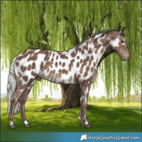 Horse Color:White Spotted Silver Black Appaloosa 