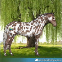 Horse Color:White Spotted Silver Black Appaloosa 