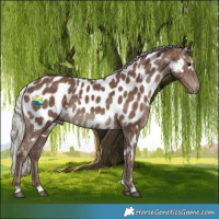 Horse Color:White Spotted Silver Black Appaloosa