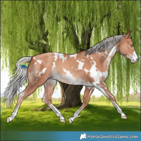Horse Color:White Spotted Silver Sable Champagne