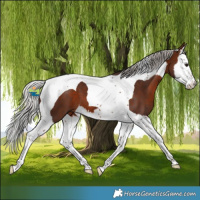 Horse Color:Silver Brown Splash Tobiano 