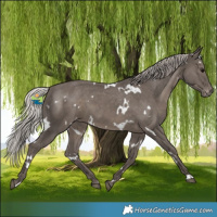 Horse Color:White Spotted Silver Black Appaloosa 
