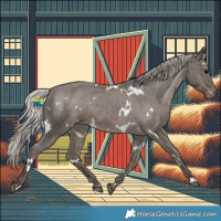 Horse Color:White Spotted Silver Black Appaloosa 