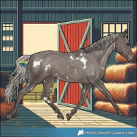 Horse Color:White Spotted Silver Black Appaloosa 