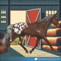 Horse Color:White Spotted Silver Black Appaloosa 