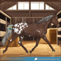 Horse Color:White Spotted Silver Black Blanket 