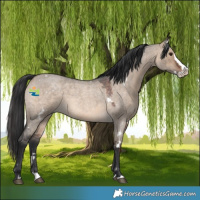 Horse Color:White Spotted Brown Roan Dun Splash 