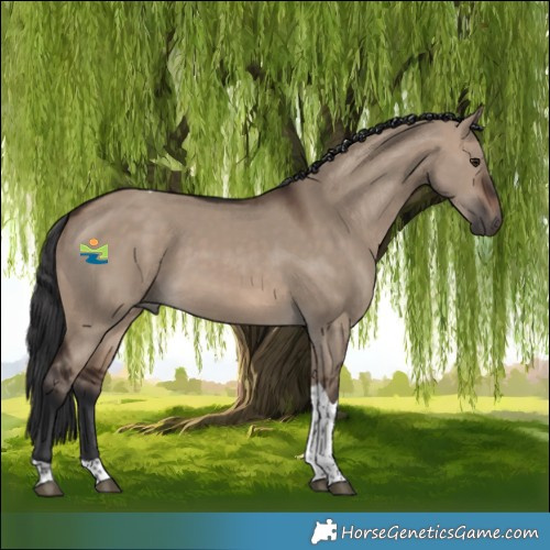 Horse Color:Brown Dun Tobiano 