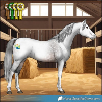 Horse Color:Gray Brown Splash Tobiano