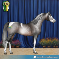 Horse Color:Gray Brown Splash Tobiano