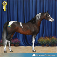 Horse Color:Gray Brown Splash Tobiano