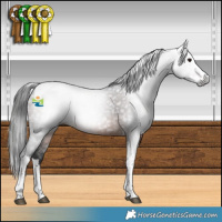 Horse Color:Gray Brown Splash Tobiano