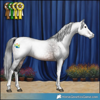 Horse Color:Gray Brown Splash Tobiano 