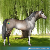 Horse Color:Gray Brown Dun Tobiano 