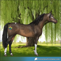 Horse Color:Gray Brown Dun Tobiano 