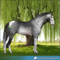 Horse Color:Gray Brown Splash Tobiano