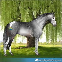 Horse Color:Gray Brown Splash Tobiano 
