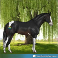 Horse Color:Gray Brown Splash Tobiano 