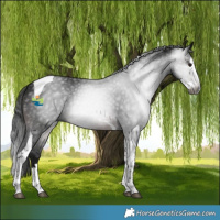 Horse Color:Gray Brown Splash Tobiano