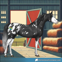 Horse Color:White Spotted Black Splash Appaloosa 