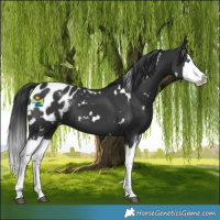 Horse Color:White Spotted Black Splash Appaloosa 