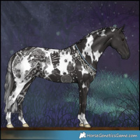 Horse Color:White Spotted Smoky Black