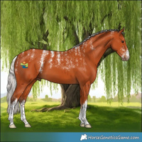 Horse Color:Powder White White Spotted Silver Bay 
