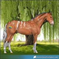 Horse Color:Powder White White Spotted Silver Bay 