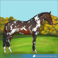 Horse Color:White Spotted Brown Appaloosa 