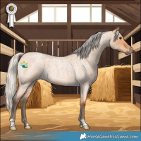 Horse Color:Silver Bay Roan Dun 
