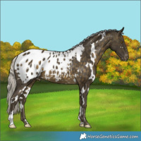 Horse Color:White Spotted Silver Buckskin Appaloosa