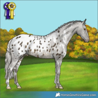 Horse Color:White Spotted Silver Buckskin Appaloosa 