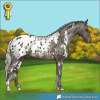 Horse Color:White Spotted Silver Buckskin Appaloosa 