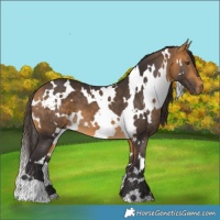 Horse Color:White Spotted Buckskin 