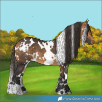 Horse Color:White Spotted Buckskin